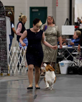 CWCCA MEGAN RED-SABLE D-2732
