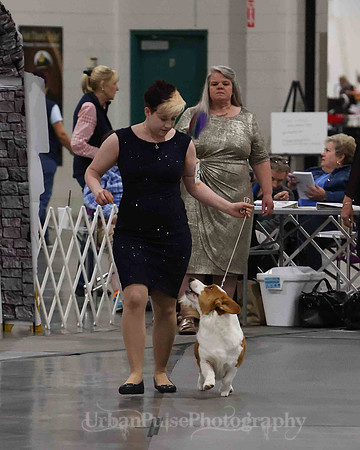 CWCCA MEGAN RED-SABLE D-2732