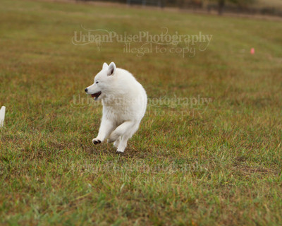 SCA2016_LURE COURSING-7413