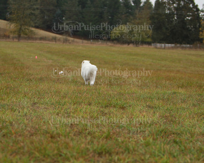 SCA2016_LURE COURSING-7485