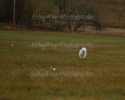 SCA2016_LURE COURSING-7532