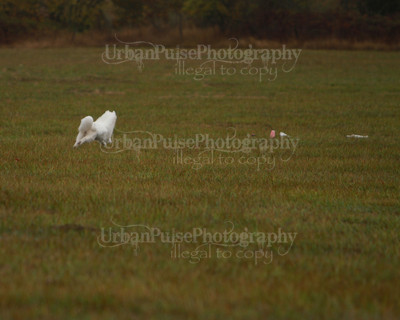 SCA2016_LURE COURSING-7514