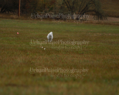 SCA2016_LURE COURSING-7526