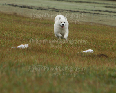 SCA2016_LURE COURSING-7585