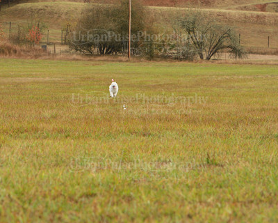 SCA2016_LURE COURSING-7345
