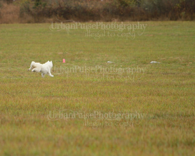 SCA2016_LURE COURSING-7388