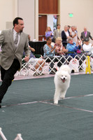SWEEPS VETERAN DOG 10-12