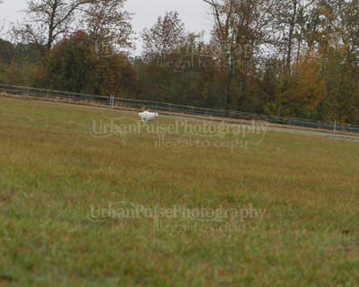 SCA2016_LURE COURSING-7572