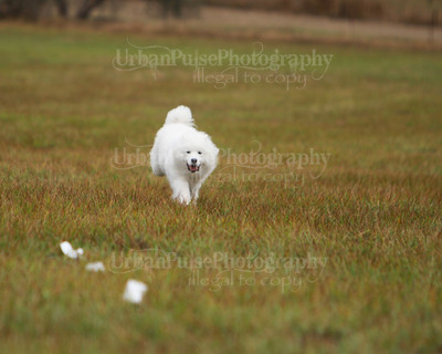 SCA2016_LURE COURSING-7473