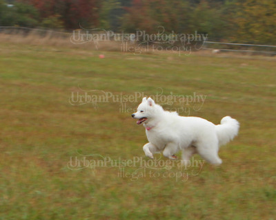 SCA2016_LURE COURSING-7799