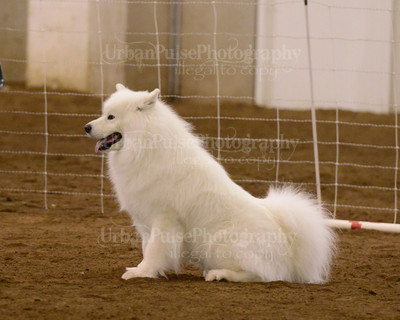 SCA2016_AG MON FAST NOVICE-3590