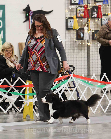 PUPPY SWPS D9-12-6920