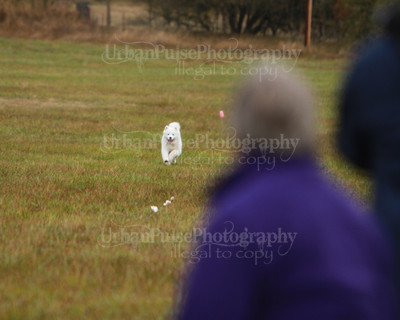 SCA2016_LURE COURSING-7471