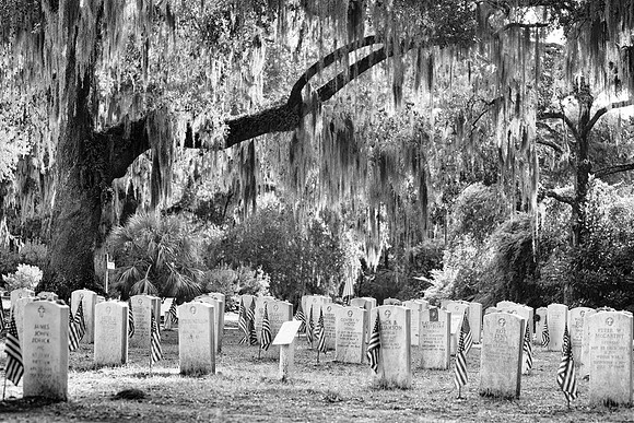 Savannah_9828