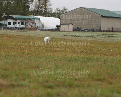 SCA2016_LURE COURSING-7442