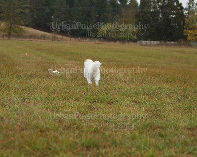 SCA2016_LURE COURSING-7484