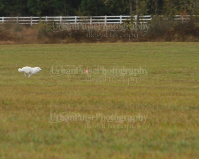 SCA2016_LURE COURSING-7703