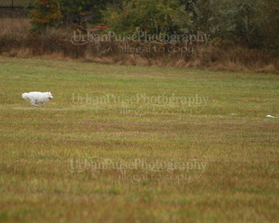 SCA2016_LURE COURSING-7468