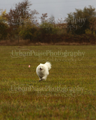 SCA2016_LURE COURSING-7297