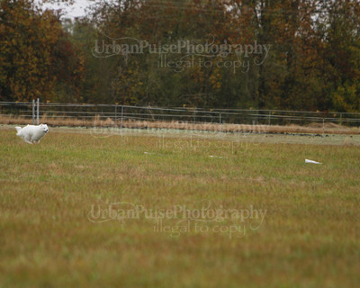 SCA2016_LURE COURSING-7494