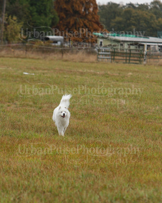 SCA2016_LURE COURSING-7552