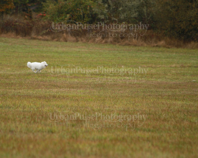 SCA2016_LURE COURSING-7469