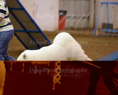 SCA2016_AG MON FAST NOVICE-3593