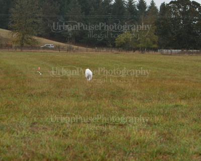 SCA2016_LURE COURSING-7650