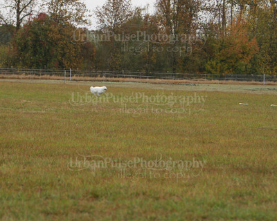 SCA2016_LURE COURSING-7438