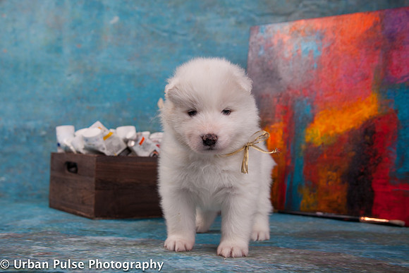MaterxMayaPups4weeks-8490