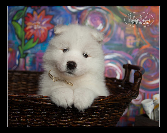 MaterxMaya5.5wks-8659