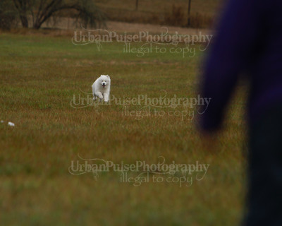 SCA2016_LURE COURSING-7537
