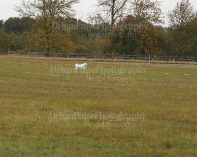 SCA2016_LURE COURSING-7435