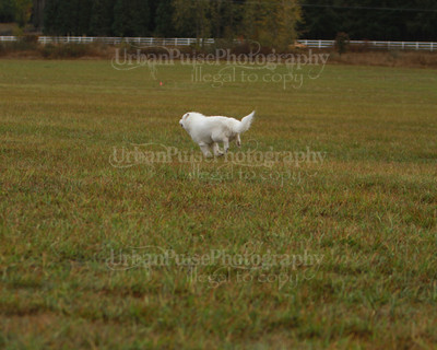 SCA2016_LURE COURSING-7513