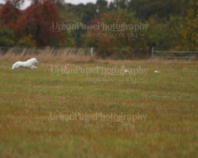 SCA2016_LURE COURSING-7489