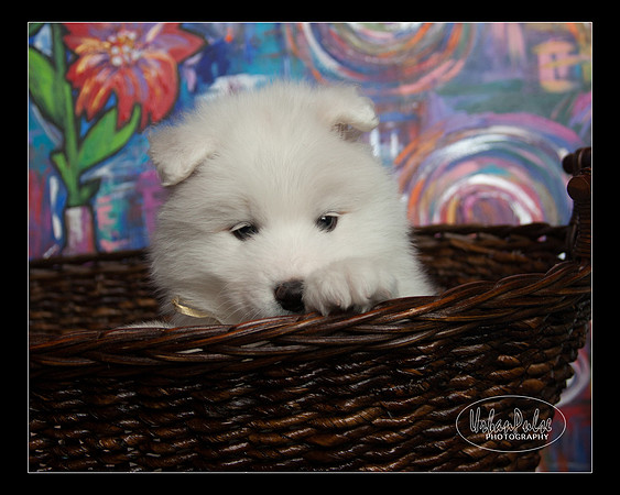 MaterxMaya5.5wks-8644