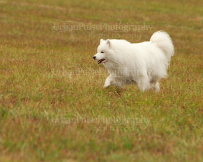 SCA2016_LURE COURSING-7283