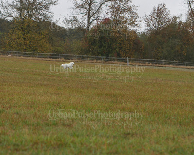 SCA2016_LURE COURSING-7661