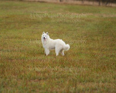 SCA2016_LURE COURSING-7403