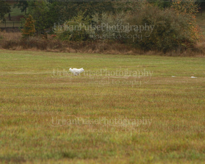 SCA2016_LURE COURSING-7393