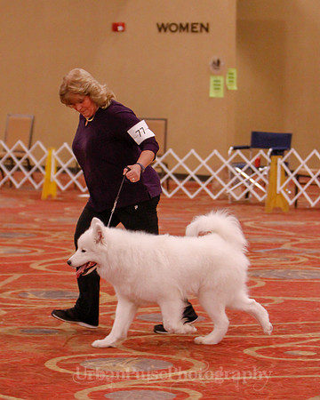 SCA2019 BEST OF-0661 BRED BY