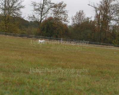 SCA2016_LURE COURSING-7570