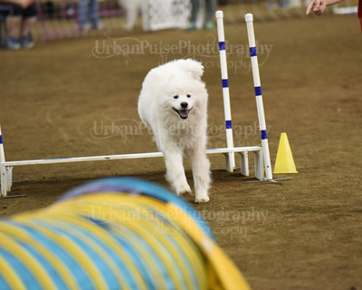 SCA2016_AG MON STD NOVICE-1097