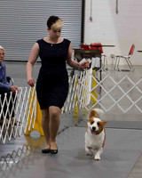 CWCCA MEGAN RED-SABLE D-2751