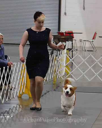 CWCCA MEGAN RED-SABLE D-2751