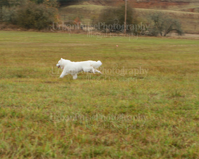 SCA2016_LURE COURSING-7808