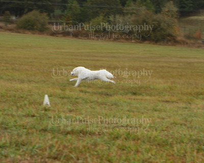 SCA2016_LURE COURSING-7686