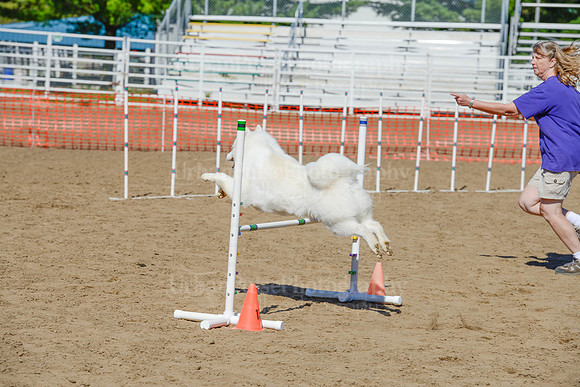 AGILITY-2299