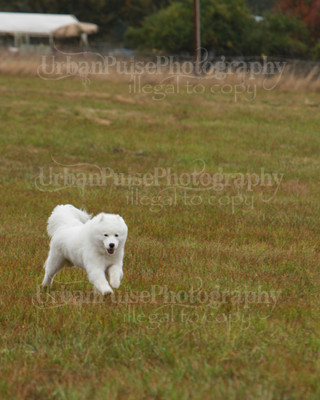 SCA2016_LURE COURSING-7558