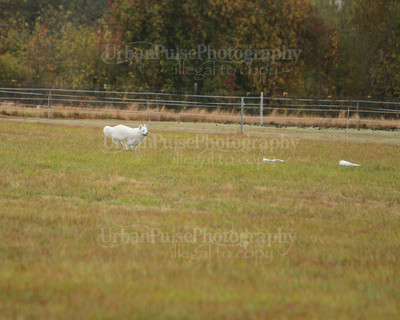 SCA2016_LURE COURSING-7367